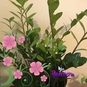 Meet your Posher, Elizabeth pimentel